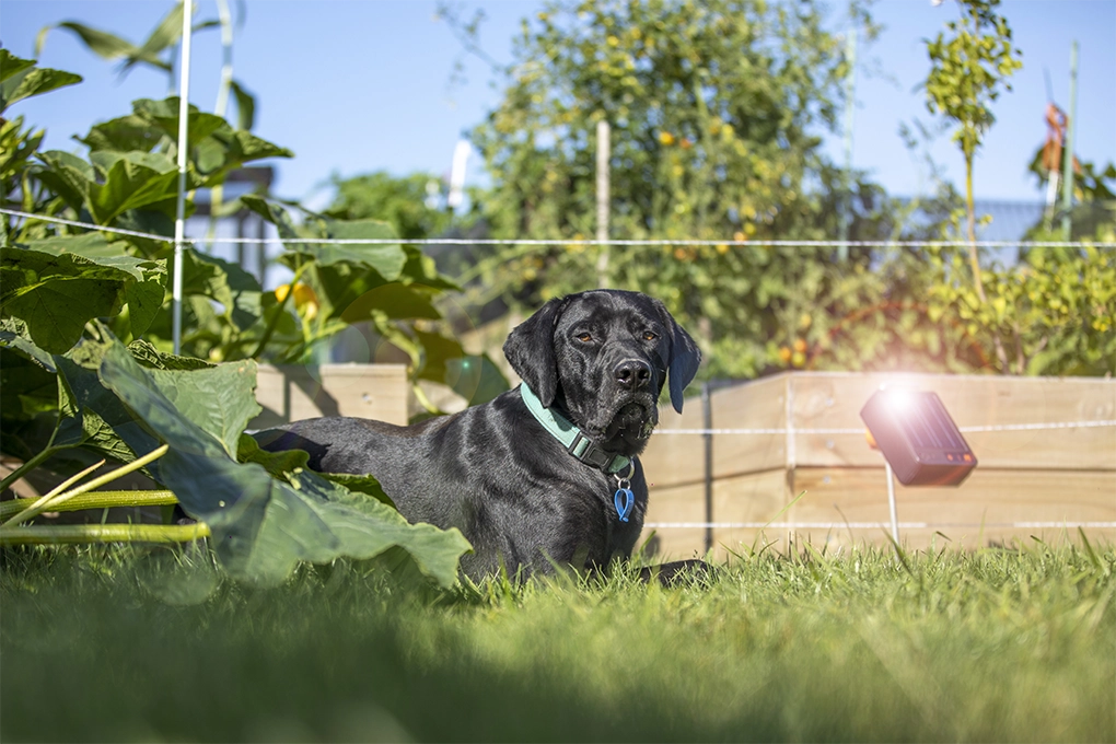 Electric fence for dogs Gallagher